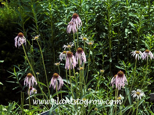 Pale Purple Coneflower (Echinacea angustifolia)